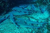 Whitetip Reef Shark on bottom - Socorro Revillagigedo Mexico ; Roca partida