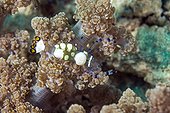 Glass Anemone Shrimp on the reef - Cebu Philippines