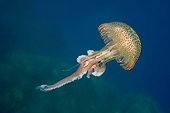 Mauve Stinger Jellyfish - Corsica France
