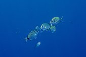 White Seabreams and Mauve Stinger Jellyfish - Corsica France