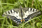 Swallowtail posed in the grass - Monts du Cantal Auvergne