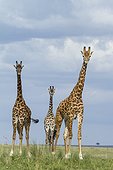 Girafes masaï dans la savane - Masaï Mara Kenya ; regardant avec curiosité