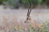 Portrait of Grant's gazelle male - East Tsavo Kenya 