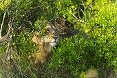 Portrait of male lion in the bushes - Masai Mara Kenya