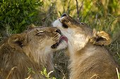 Young male Lions grooming - Masai Mara Kenya