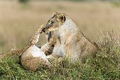 Lioness and Lion cub playing in savannah - Masai Mara Kenya