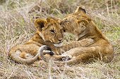 Lionceaux jouant dans la savane - Masaï Mara Kenya
