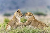 Lionceaux jouant dans la savane - Masaï Mara Kenya