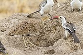 Red-billed Hornbills and Red-crested Bustard eating termites