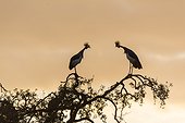 East African Crowned Crane at sunrise - Masai Mara Kenya