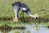 East African Crowned Crane eating - Masai Mara Kenya