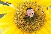 Harvest mouse coming out a sunflower - Englade