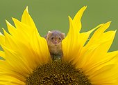 Harvest mouse coming out a sunflower - Englade
