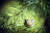Goldcrest on a branch of conifer - Alsace France