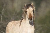 Portrait of Iceland Pony - Alsace France