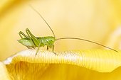 Great Green Bush Cricket larva on flower - France