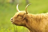 Portrait of Cow Highland - Scotland 