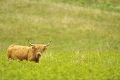 Cow Highland - Scotland 