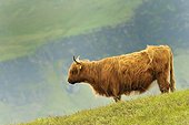 Cow Highland - Scotland 