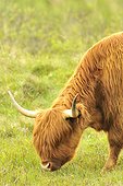 Portrait of Cow Highland grazing - Scotland 