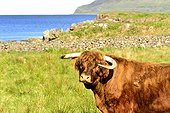 Portrait of Bull Highland in the moor - Scotland 