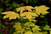 Young Maple leaves 'Brillantissimum' - France