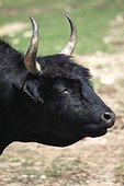 Portrait of Camargue bull 