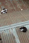 Sleeping cats on tin roof - Valparaiso Chile