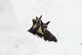 Young Chamois huddled against each other in the snow ; at grand Hohneck after an overnight blizzard<br>Grand Prix all categories "Terre sauvage in 2010"<br>Grand Prix Festival "image and snow / Cluses 2010"<br>Final selection "mammals" Namur 2011 