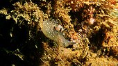 Sea Hare on Scapa Flow wreck - Orkney Scotland ; Scapa Flow wreck 