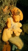Starfish an Dead man's finger on wreck - Orkney Scotland ; Scapa Flow wreck 