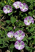 Field bindweed in bloom in Catalonia - Spain
