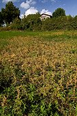 Dodder parasiting yellow alfafa field in Catalonia - Spain