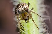 Young Weaver Spider on a stem - France