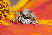 Jumping Spider on flower - France