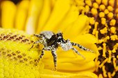 Jumping Spider on flower - France