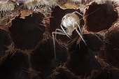 Araignée théridon dans l'alvéole d'une coque vide - France