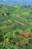 Hill cultivated - Bwindi National Park Uganda ; The forest,home for 360 mountain gorillas, is surrounded by farmers who burn and cut the trees.