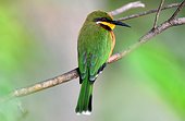 Little bee-eater on a branch - Uganda