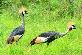 Crowned cranes in marsh - Uganda