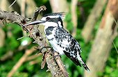 Pied Kingfisher on a branch - Uganda