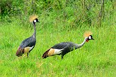 Crowned cranes in a marsh - Nburu Uganda