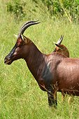Blesboks in the bush - Queen Elizabeth NP Uganda