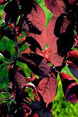 Flowering plum foliage at springtime in Catalonia - Spain