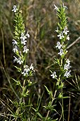 Winter savory in bloom Catalonia - Spain