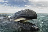 Gray whale feeding at the surface and showing it's baleen
