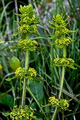 Crosswort in bloom in Catalonia - Spain