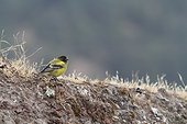 Ethiopian Siskin on ground - Ethiopia 
