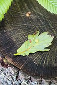 Gall on oak leaf in a garden
