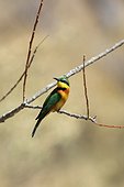 Little Bee-eater on a branch - Botswana